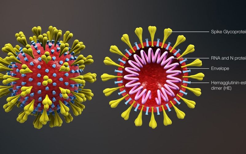 Corona virus