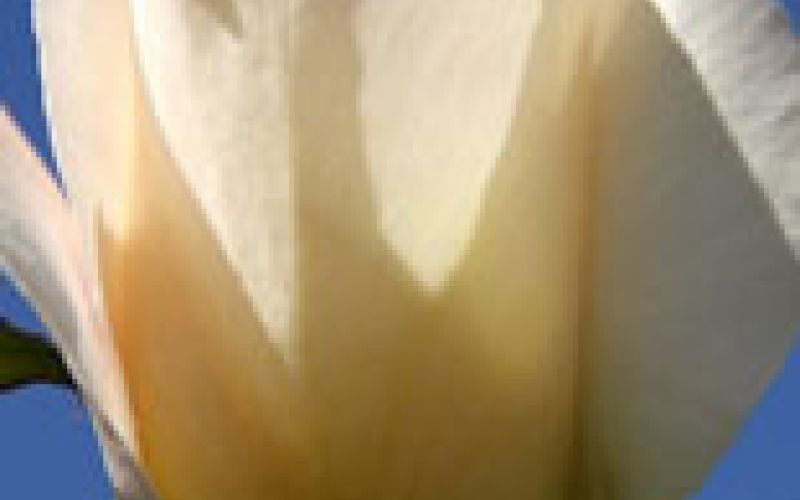 Djordjević-Tomislav-1937