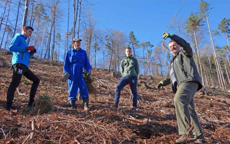 pogozdovanje_gozd_drevesa