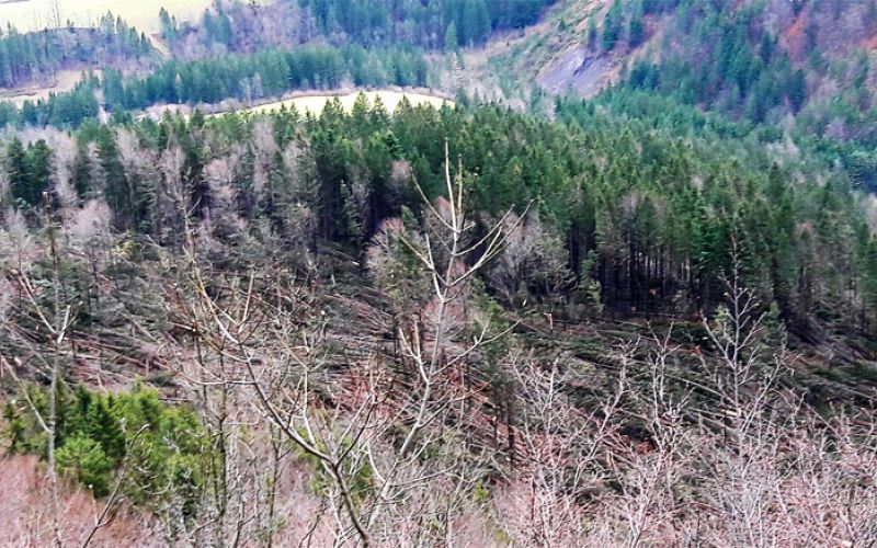 vetrolom_veter_skoda