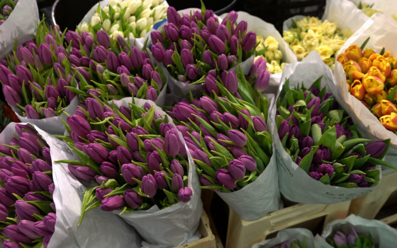 videoblocks-helsinki-finland-april-07-2017-many-different-flowers-and-plants-in-the-star-shop-ann...