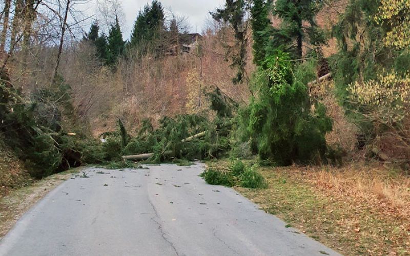 podrta-smreka-ljubljanska