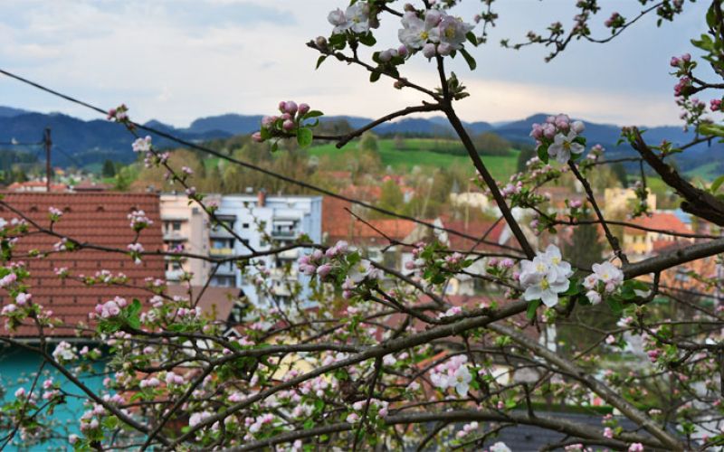 sostanj_mesto_cvetje