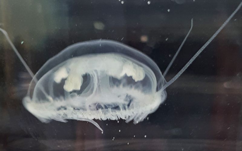 meduza6 web