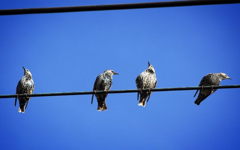 ptica, energetika, elektrika, energija, žica, ptič, hse