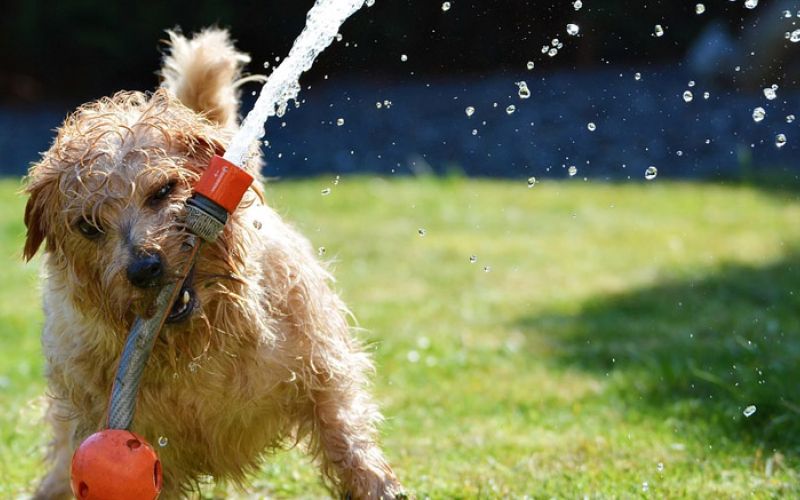 pes-dvorisce-voda-kuza