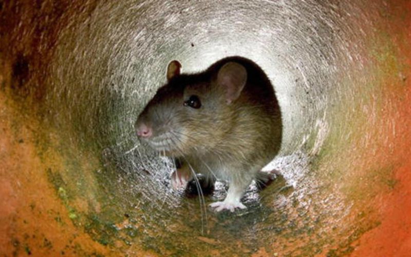 rat
