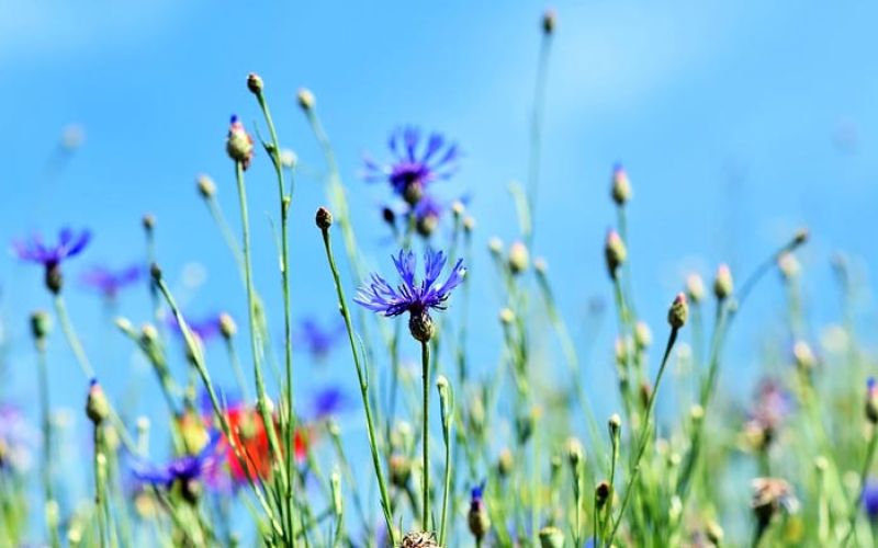 roze,-travnik,-pomlad