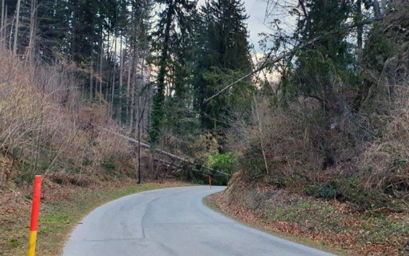 ljubljanska-drevo-podrto