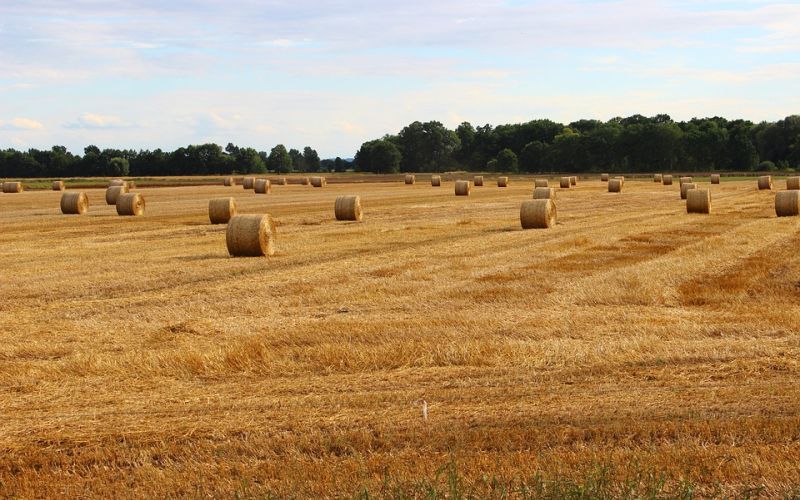 kmetijstvo, seno, bale, trava