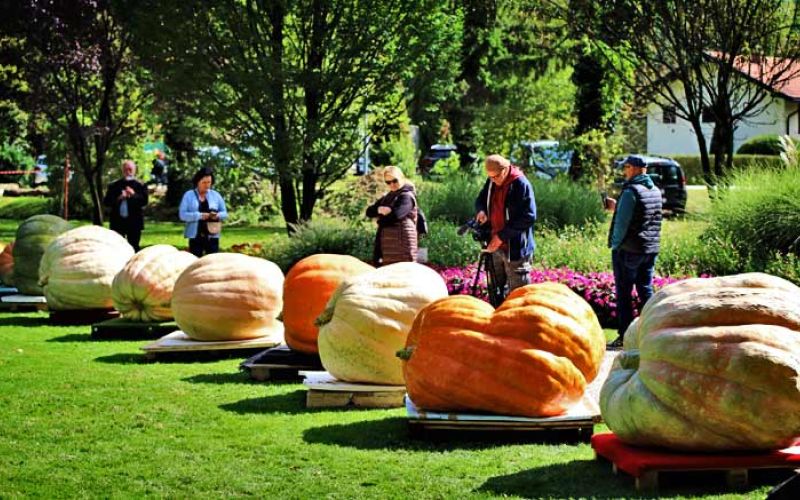 razstava-buc-in-najtezja-buca