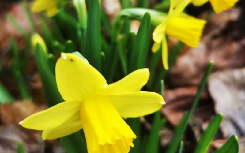 mozirski-gaj—foto-Tanja-Skok-(2)