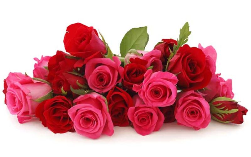 roze-flowers-1335636