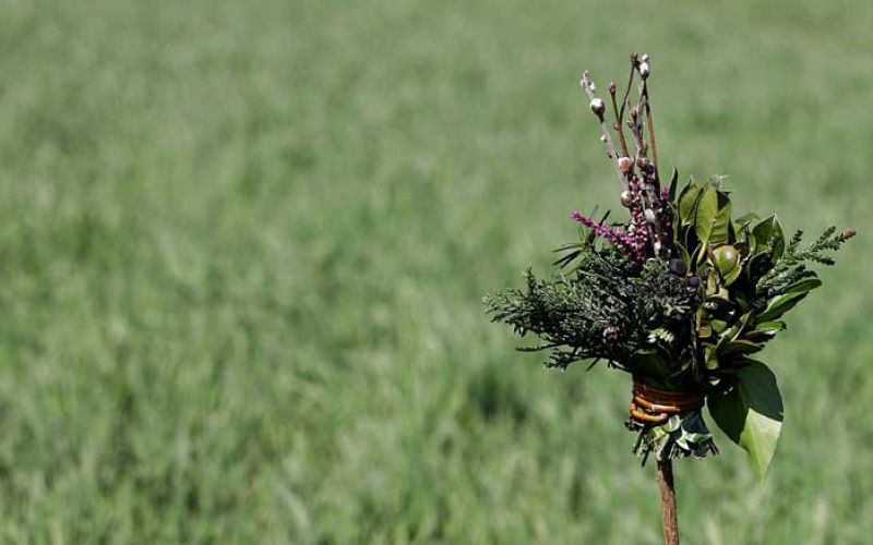 butara-palm-sunday-5015033_1280