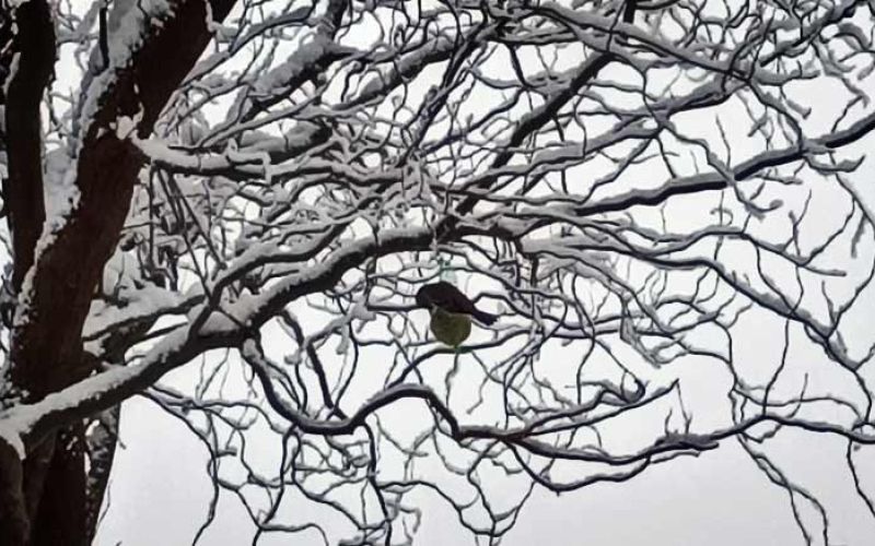 ptica-drevo-zima-sneg