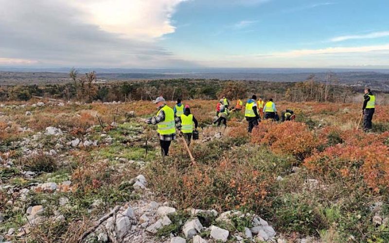 brigadirji-sajenje-dreves-kras