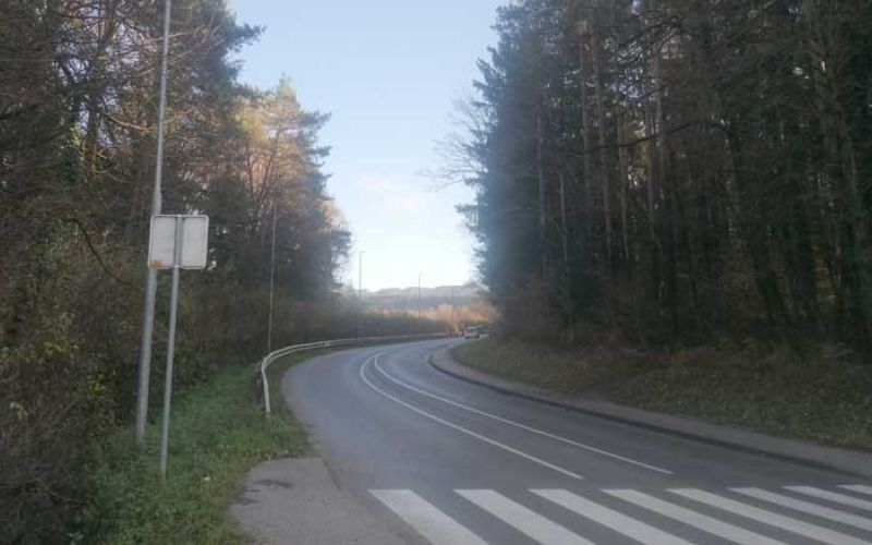 sekanje-dreves_114503