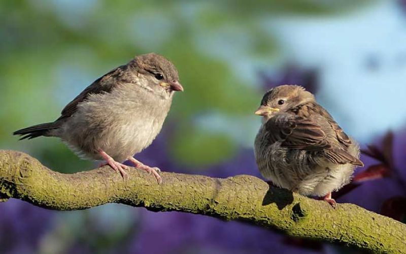 ptički-sparrows-3434123_1920