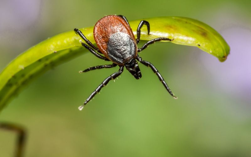 Klop_ixodes-ricinus-g8f3bb0b8d_1920.jpg