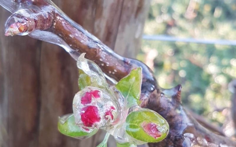 pozeba, kmetija-novak, oroševanje