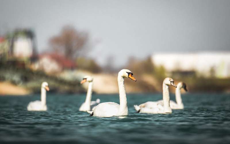 soboško-jezero, expano, pomlad, labodi