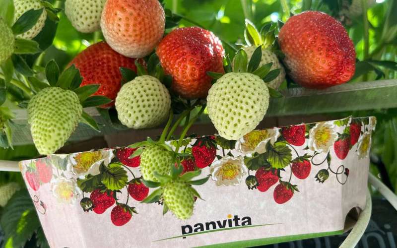 panvita, skupina-panvita, jagode