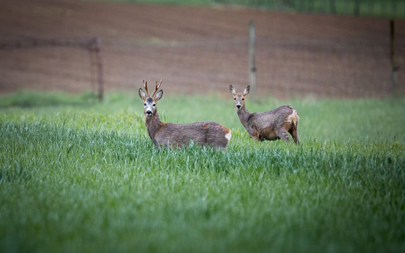 Trop srnjadi, srna, divjad