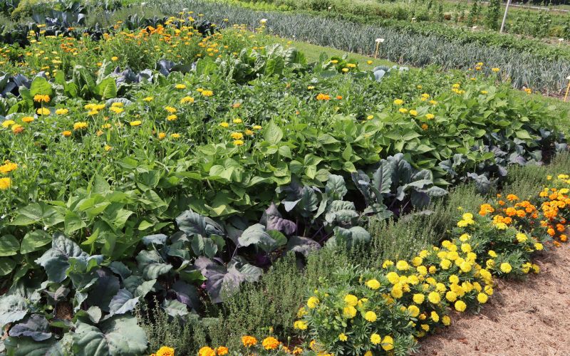 pisan vrt je zdrav vrt.JPG