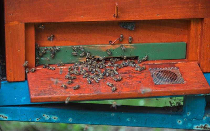 čebelarstvo-donko, čebele, med, čebela, panj