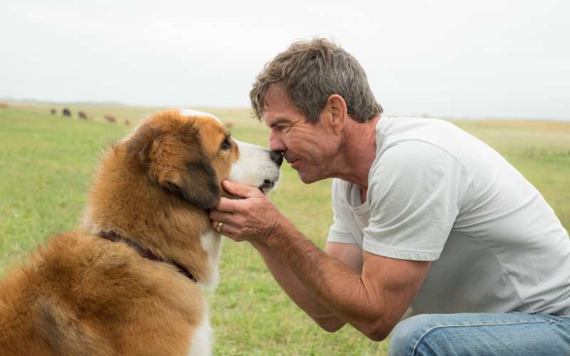 Dog’s Purpose movie.jpg