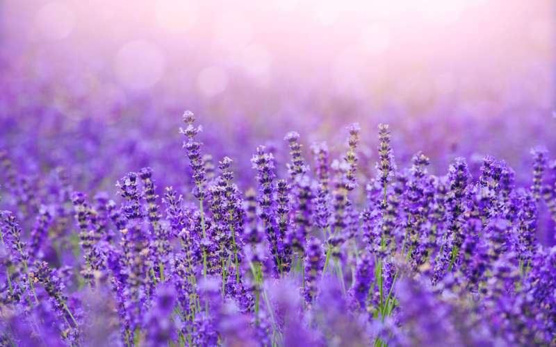 sivka, lavanda, lavandula