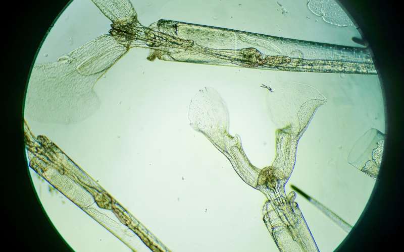 Creseis acicula