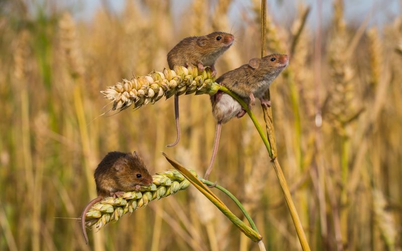 SOS naslovna-nov23.jpg