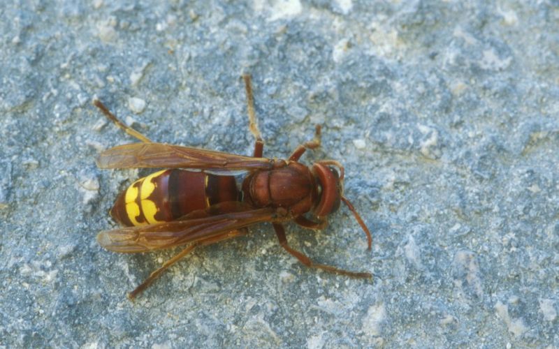 Vespa orientalis, orientalski sršen