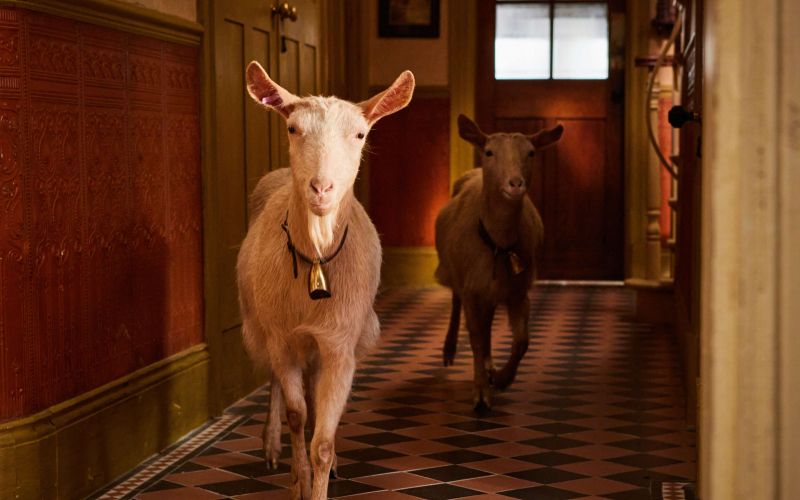 serija-vsa-bitja, velika-in-majhna