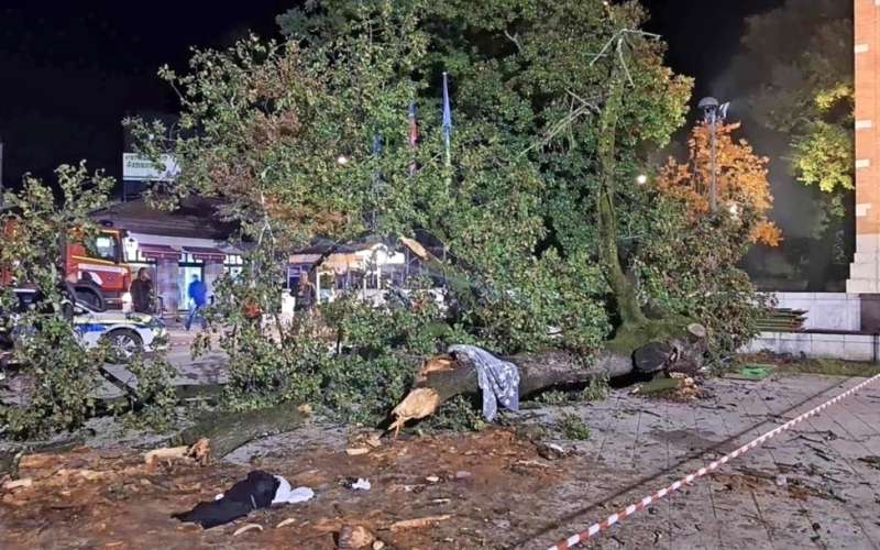 lipa, šempeter pri gorici.jpg