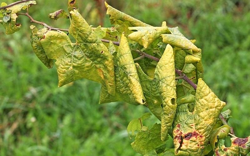 830315_skrzatek-rumenica.jpg