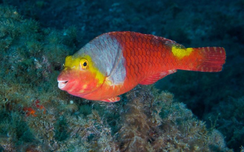 Morska papiga (Sparisoma cretense)