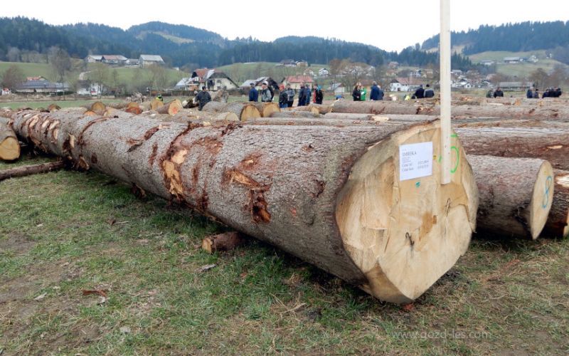 licitacija smreka hlod