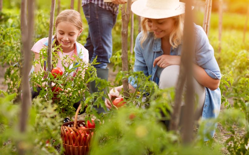 nabiranje paradižnika