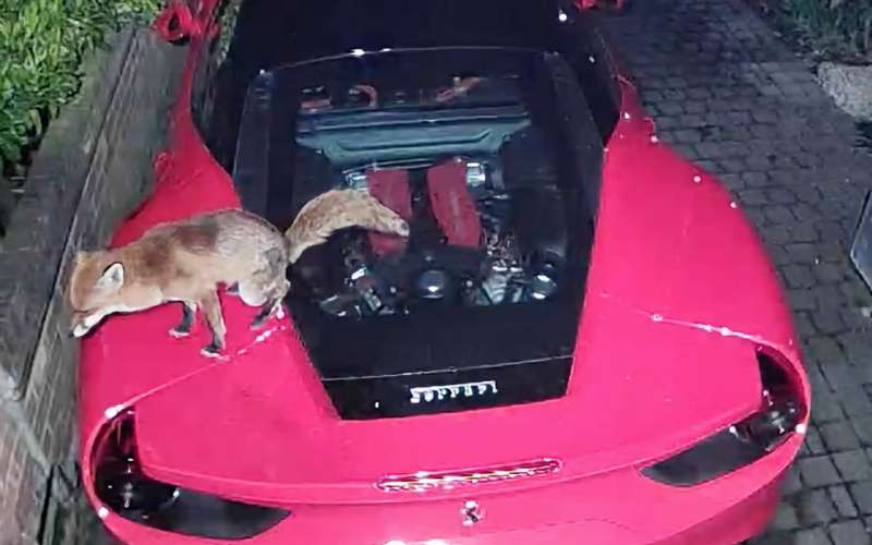 lisica, avto, ferrai, ferrari