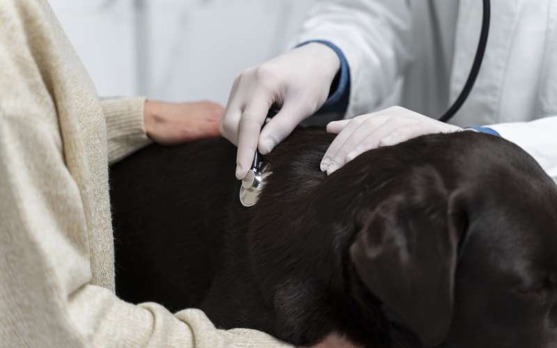 close-up-vet-checking-up-dog (1).jpg