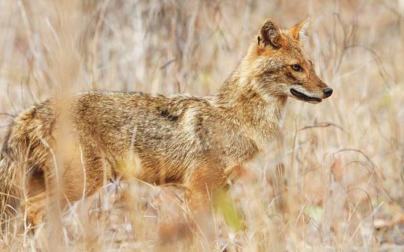 šakal,-foto-freepik