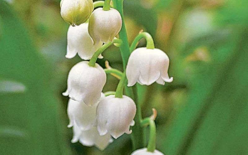 šmarnice_lily-of-the-valley-5052624_1920