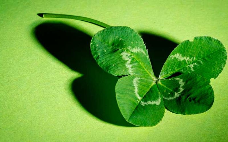 štiriperesna-detelica