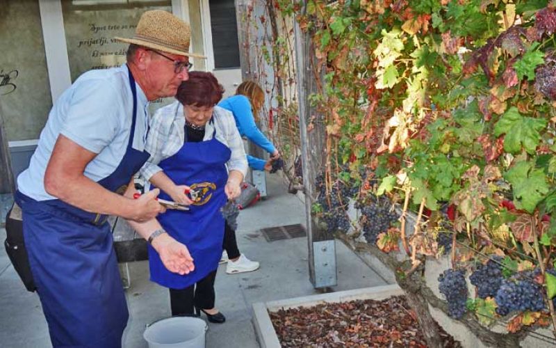 občinska-trgatev-smartno