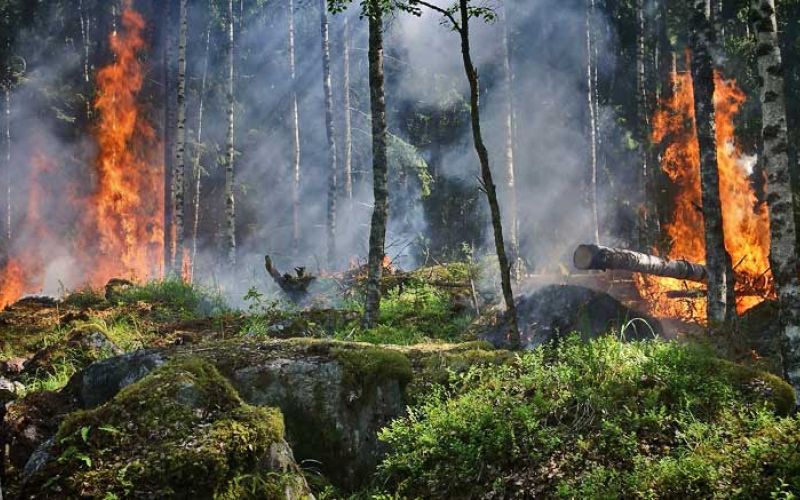 ogenj-kurjenje-v-naravi