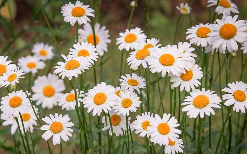 daisies-3439573_1280