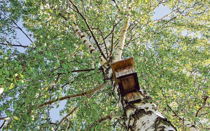 breza-nesting-box-5202377_1920