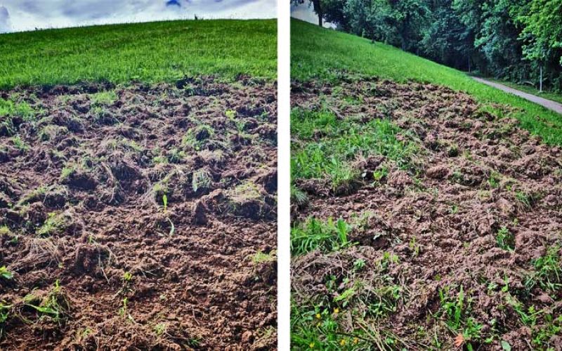 travnik-prašiči-(2)